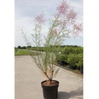 Tamarix ramosissima \'Rubra\' (Large Plant) - 2 x 3.6 litre potted tamarix plants