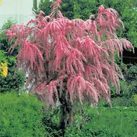 Tamarix tetrandra - 1 bare root ...