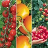 Tasty Tomatoes Pack 12 Large Plants