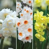 Tazetta Daffodils 15 Bulbs
