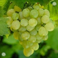 Table Grape Superior Seedless 5L