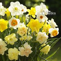 tall mixed daffodils pack of 100 bulbs