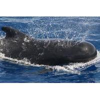 Tenerife 3-Hour Whale- and Dolphin-Watching Private Luxury Sailing Charter