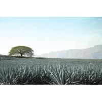 Tequila Half-Day Tour: Horseback Riding, Agave Fields and Tasting