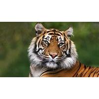 Tea with a Tiger in Hertfordshire