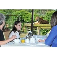 Tea with the Tigers at Paradise Wildlife Park