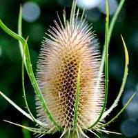 teasel 1 packet 100 teasel seeds