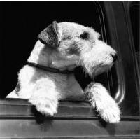 Terrier on a road trip blank card