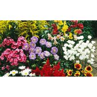 Ten XL Perennial Border Plants- FREE DELIVERY