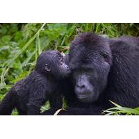 The Grand West to North Rwanda Exploration: 9 days Tracking the Nyungwe Rainforest Primates and the Mountain Gorillas