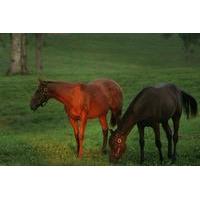 Thoroughbred Horse Farm Tour in Kentucky