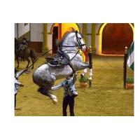 The Dancing Andalusian Horse Show