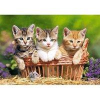 Three Lovely Kittens