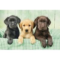 Three Labs 1000 Piece Jigsaw Puzzle