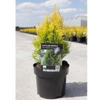 Thuja orientalis \'Pyramidalis Aurea\' (Large Plant) - 1 x 7.5 litre potted platycladus plant