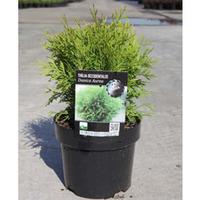 Thuja occidentalis \'Danica Aurea\' (Large Plant) - 2 x 7.5 litre potted thuja plants