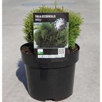 Thuja occidentalis \'Miky\' (Large Plant) - 2 x 7.5 litre potted thuja plants