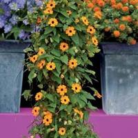 Thunbergia alata \'Superstar Orange\' - 1 packet (12 thunbergia seeds)