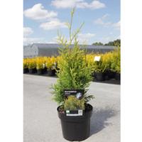 Thuja occidentalis \'Salland\' (Large Plant) - 2 x 3 litre potted thuja plants