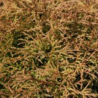 Thuja occidentalis \'Golden Tuffet\' (Large Plant) - 1 x 3 litre potted thuja plant