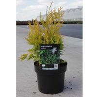 Thuja occidentalis \'Sunkist\' (Large Plant) - 1 x 3 litre potted thuja plant
