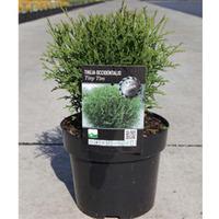 Thuja occidentalis \'Tiny Tim\' (Large Plant) - 2 x 3 litre potted thuja plants
