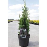 Thuja occidentalis \'Brobeck\'s Tower\' (Large Plant) - 2 x 3 litre potted thuja plants