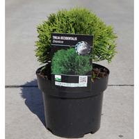 Thuja occidentalis \'Danica\' (Large Plant) - 2 x 3 litre potted thuja plants