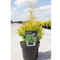 Thuja occidentalis \'Yellow Ribbon\' (Large Plant) - 2 x 7.5 litre potted thuja plants