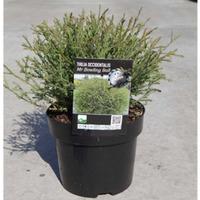 Thuja occidentalis \'Mr Bowling Ball\' (Large Plant) - 2 x 3 litre potted thuja plants