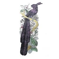 The Magnificent Rabbit Bird of Paradise By Penelope Kenny
