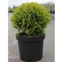 Thuja occidentalis \'Mirjam\' (Large Plant) - 1 thuja plant in 3 litre pot