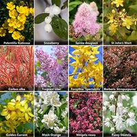 The Ultimate Winter Hardy Shrub Collection x 12 Mature Bushes