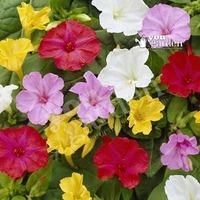 The Marvel of Peru (Mirabilis jalapa) - pack of 10 roots