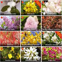 The Ultimate Winter Hardy Shrub Collection x 12 Mature Bushe