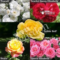 The Garden Glamour \'Repeat-Flowering\' Rose Collection x 5 B