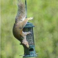 The Squirrel Buster Seed Feeder