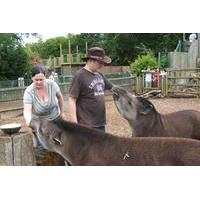 Tickle a Tapir