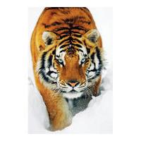 Tiger Snow - Maxi Poster - 61 x 91.5cm