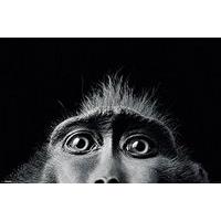 Tim Flach Monkey Eyes, Multi-colour