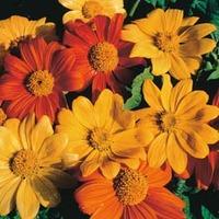 Tithonia rotundifolia \'Arcadian...