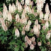 Tiarella Pink Skyrocket 6 Plants 1 Litre pot