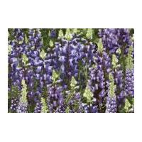 timeless treasures larkspur poplin quilting fabric