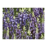 Timeless Treasures Larkspur Poplin Quilting Fabric Purple