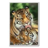 Tiger Mothers Love Poster Silver Framed - 96.5 x 66 cms (Approx 38 x 26 inches)