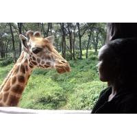 Tour to Giraffe Center from Nairobi
