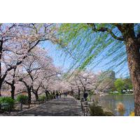 Tokyo Cherry Blossom Walking Tour in Asakusa