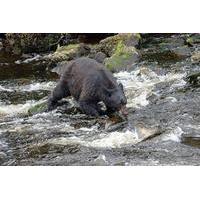 Tongass Rainforest Hiking Expedition