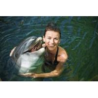 tortola dolphin royal swim