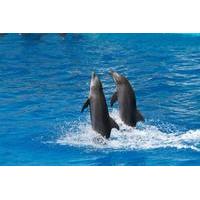 Tortola Dolphin Discovery Swim